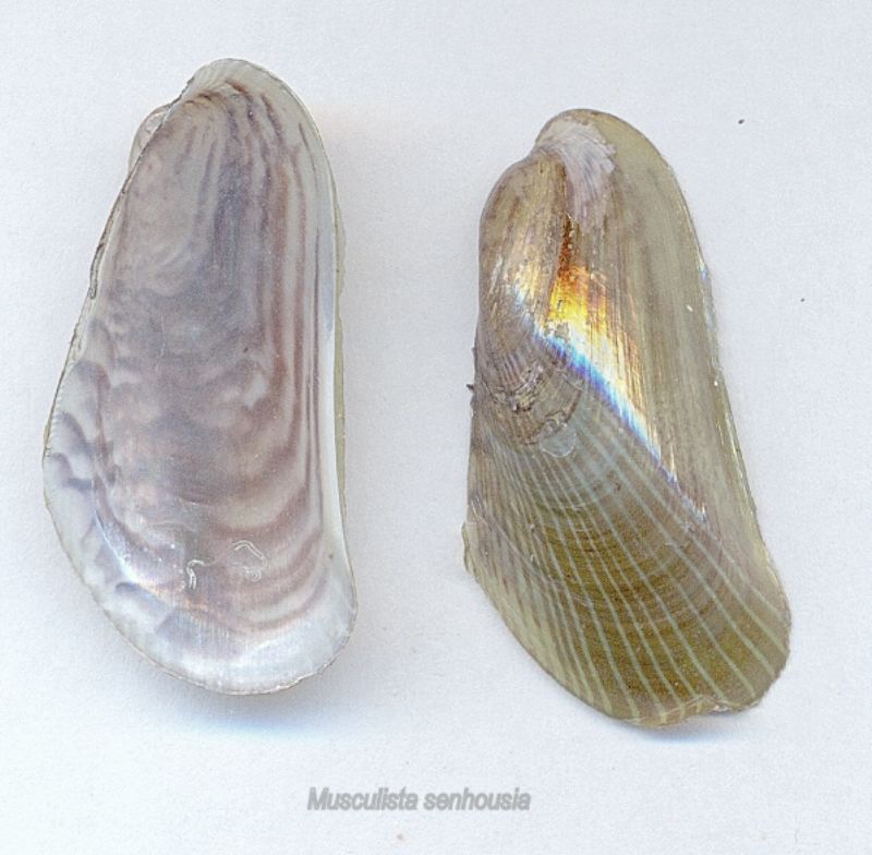 Musculista (Arcuatula) senhousia